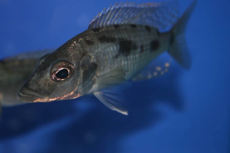 Stigmatochromis woodi